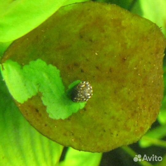 Теодоксус улитка