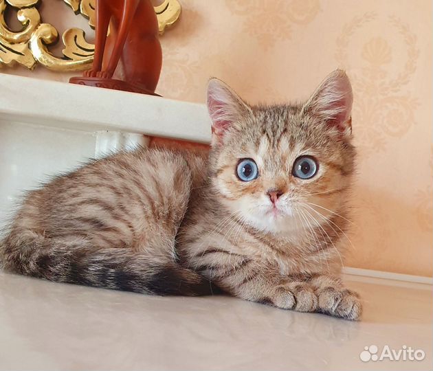Доминантные голубые глаза