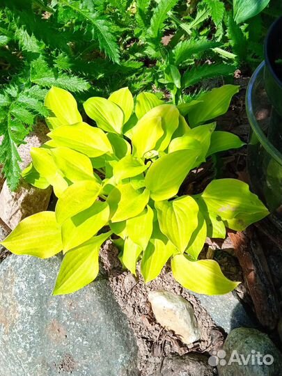 Хоста-мышиная серия и другие малыши