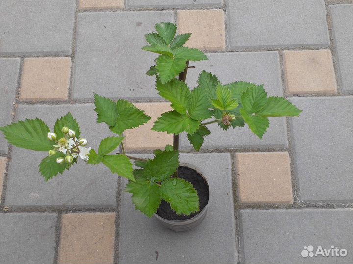 Растение для сада