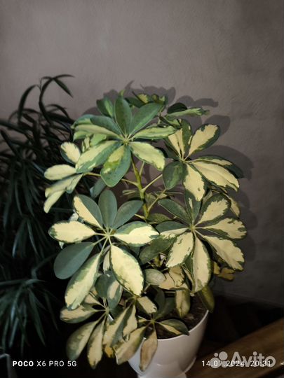 Шефлера вариегатная