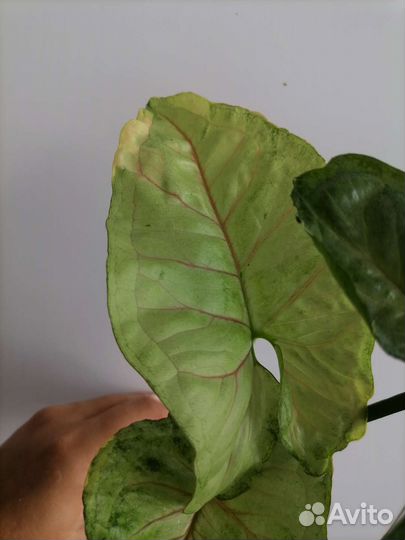 Сингониум орм тонг вариегатный