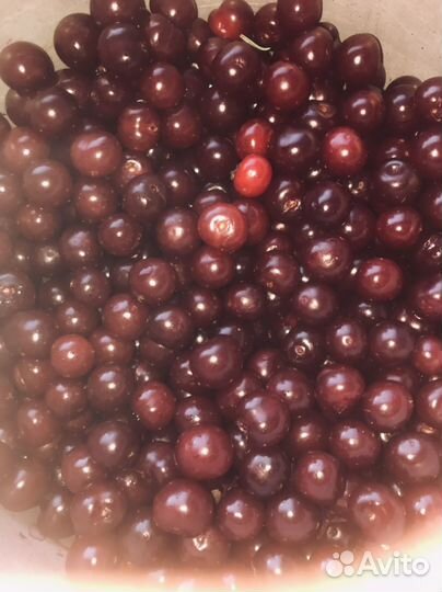 Вишня ягода свежая