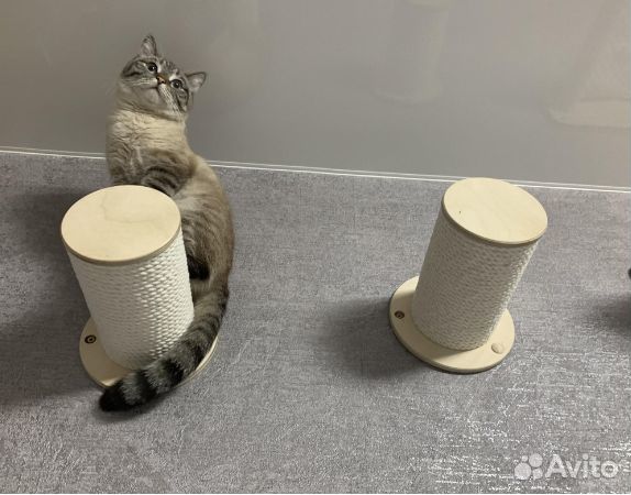 Аксессуары для кошек