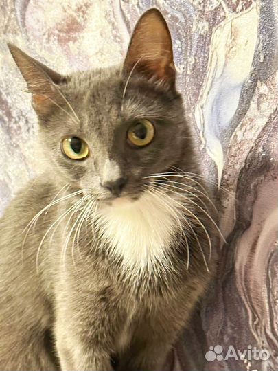 Кошки в добрые руки бесплатно