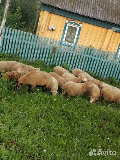 Овцы, бараны