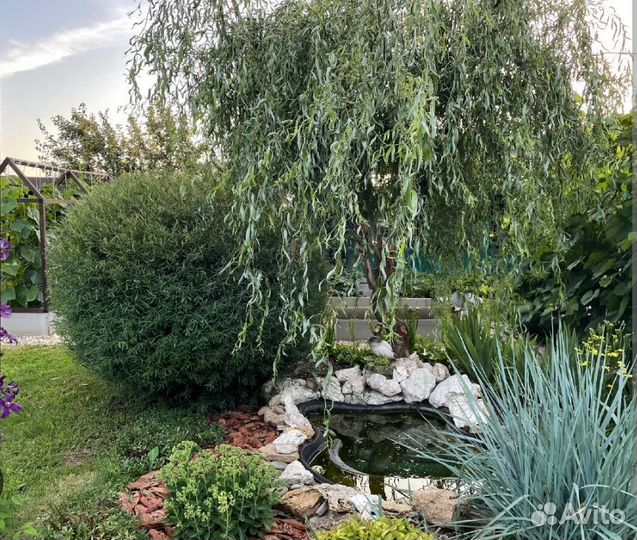 Ива матсудана