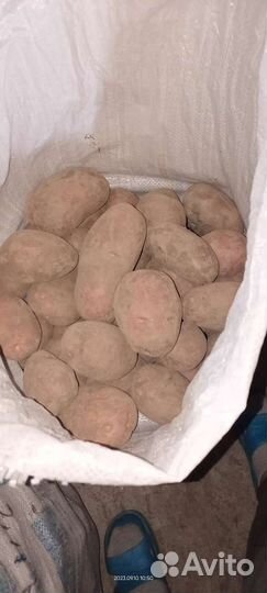 Картофель домашний