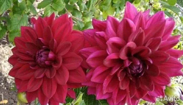 Рассада многолетних садовых цветов: лилии и др