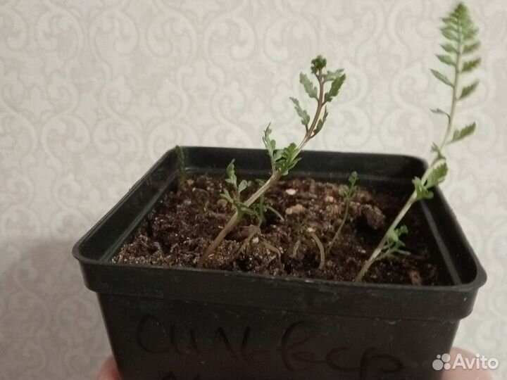 Кочедыжник