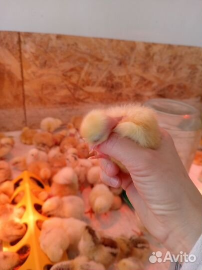 Цыплята несушек