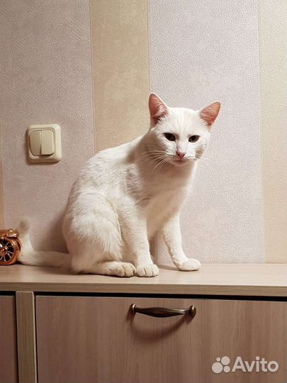 Белый котенок ангорский Сахарок мальчик 2года