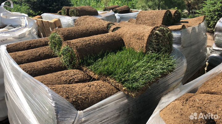 Рулонный газон Мятлик