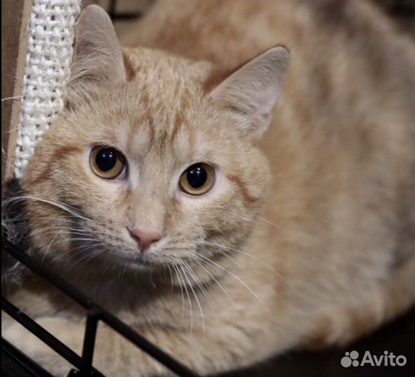 У Альфа почти нет время