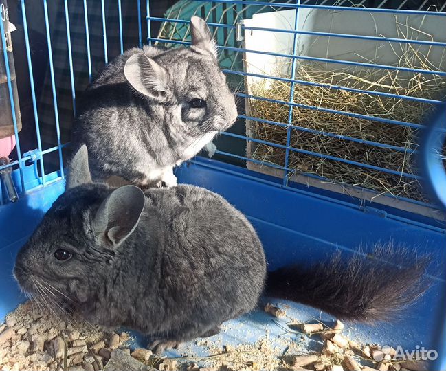 Шиншиллы с клеткой
