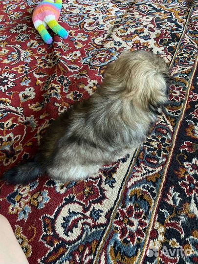 Щенки пекинеса