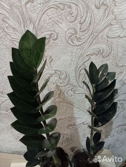 Замиокулькас черный