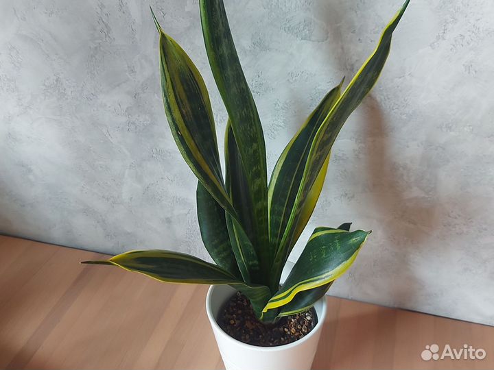 Сансевиерия