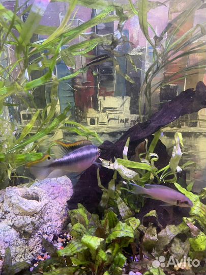 Аквариум