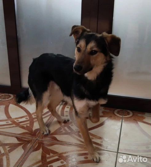 Собака в добрые руки