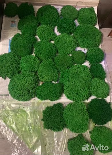 Вечно зеленый мох для поделок панно кашпо спилов