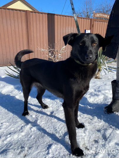 Собака в добрые руки