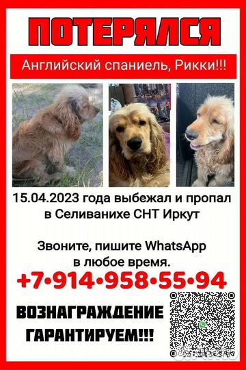 Собака