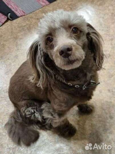 Отдам в добрые руки