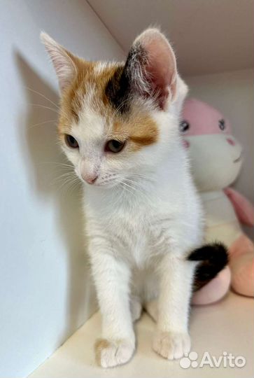 Кошка в дар