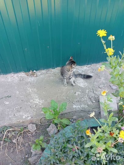 Кошка в дар