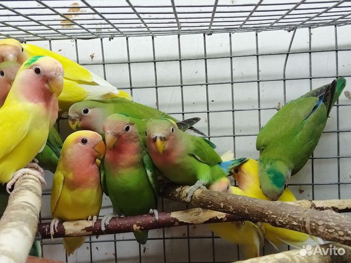 Попугай неразлучник птенцы 2-3мес