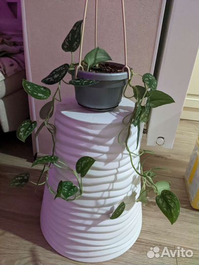 Сциндапсус пиктус