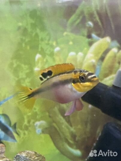 Пельвикахромис,попугайчик