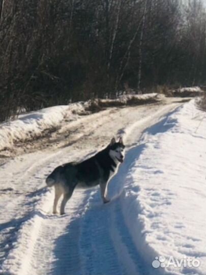 Щенки сибирской хаски