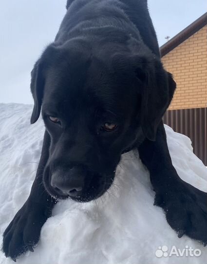 Кобель лабрадора Вязка
