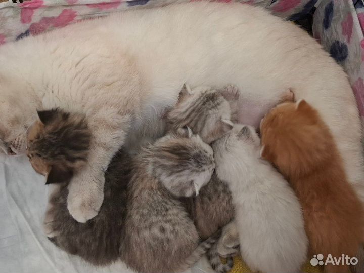 Шотландские шиншиллы котята