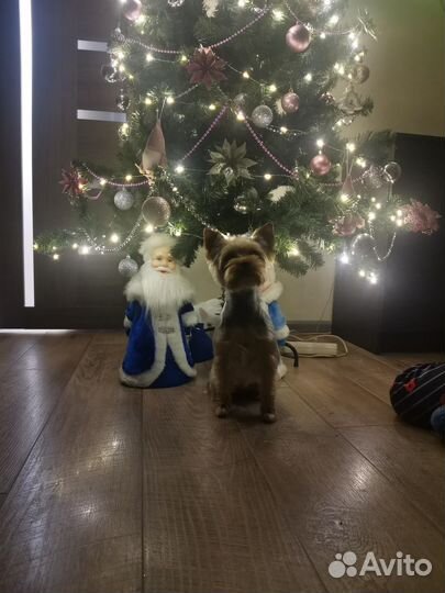 Йоркширский терьер