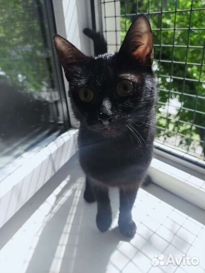 Котята- подростки