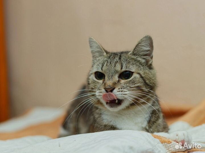 Кошки в добрые руки