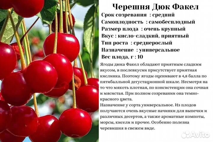 Саженцы черешня