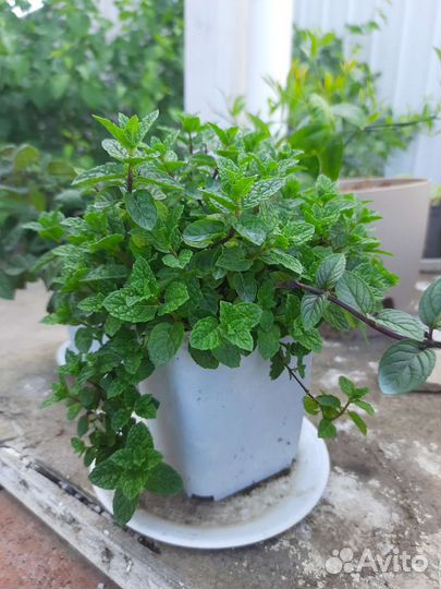 Мята домашняя, садовая