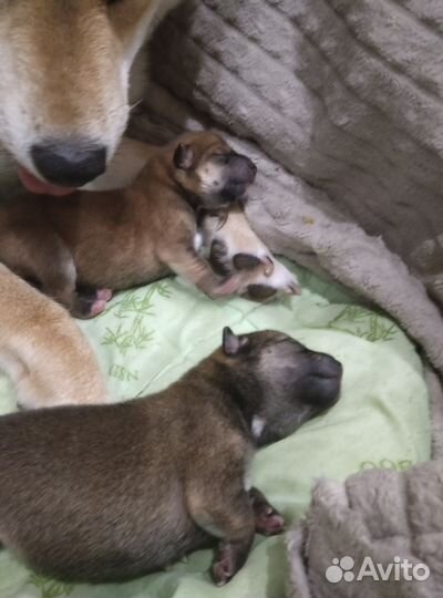 Щенки сиба ину