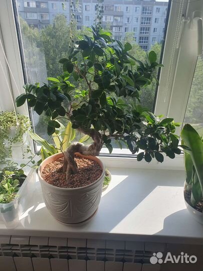 Фикус на срез