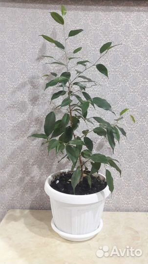 Фикус бенджамина