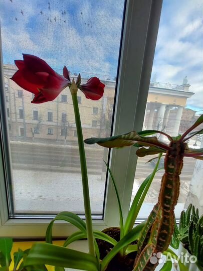 Гиппеаструм сортовой