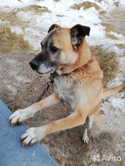 Наш любимчик