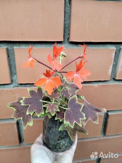 Пеларгония