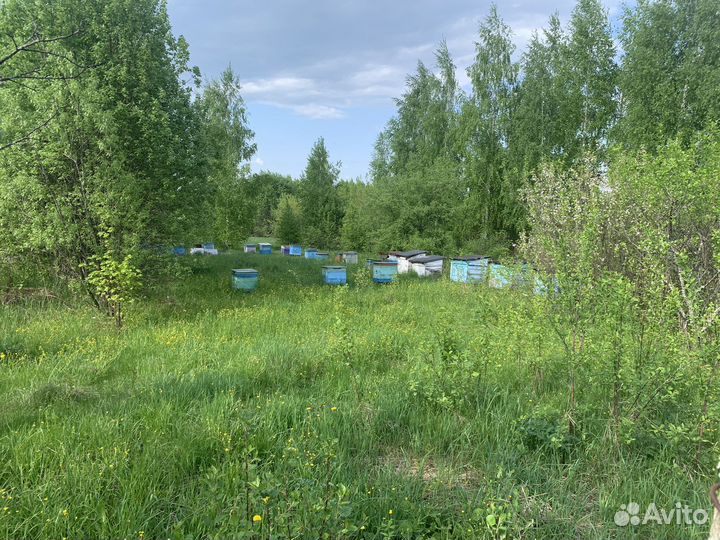 Пасека 35 ульев 4 с пчелами остальные пустые