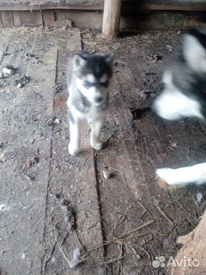 Щенки хаски, девочки