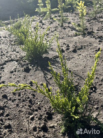 Можжевельник